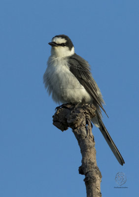 Ashy Minivet (Pericrocotus divaricatus)