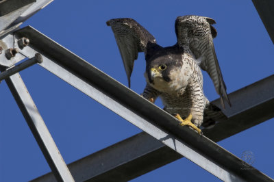 Peregrine Falcon (Falco peregrinus)