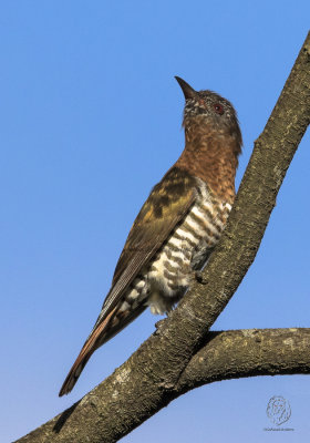 Violet Cuckoo (female)<I>(Chrysococcyx xanthorhynchus)<I/>