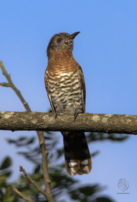 Violet Cuckoo (female)<I>(Chrysococcyx xanthorhynchus)<I/>