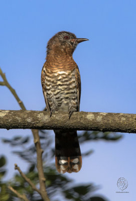 Violet Cuckoo (female)(Chrysococcyx xanthorhynchus)