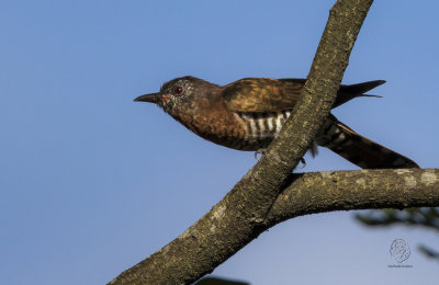 Violet Cuckoo (female)(Chrysococcyx xanthorhynchus)