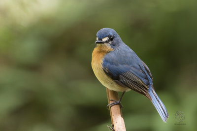 Mangrove Blue Flycatcher (female) ( Cyornis rufigastra)