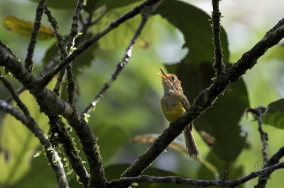 Rufous-headed Tailorbird (Orthotomus heterolaemus)