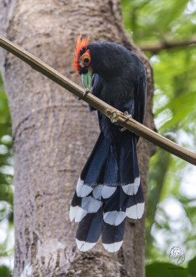 Rough-Crested Malkoha (Phaenicophaeus superciliosus)