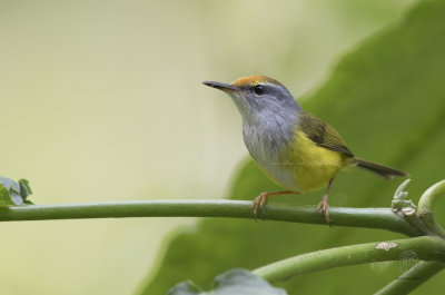 Mountain Tailorbird (Orthotomus cuculatus)