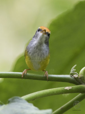 Mountain Tailorbird (Orthotomus cuculatus)
