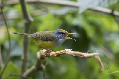 Mountain Tailorbird (Orthotomus cuculatus)