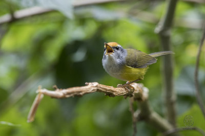 Mountain Tailorbird (Orthotomus cuculatus)