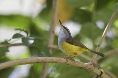 Mountain Tailorbird (Orthotomus cuculatus)