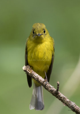 Flycatcher, Citrine Canary (Culicicapa helianthea)