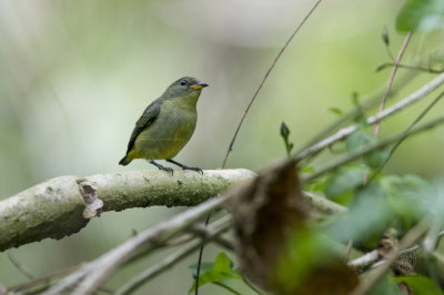 Fire-breasted Flowerpecker (female) (Dicaeum ignipectus)