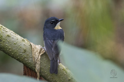 Snowy-browed, Flycatcher (male)  (Ficedula hyperythra) aka Bundok Flycatcher