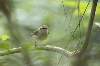 Warbler, Arctic ( Phylloscopus borealis)