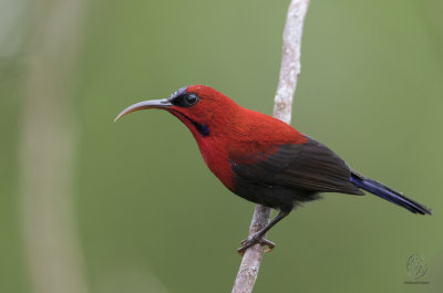 Magnificent Sunbird (Aethopyga siparaja)