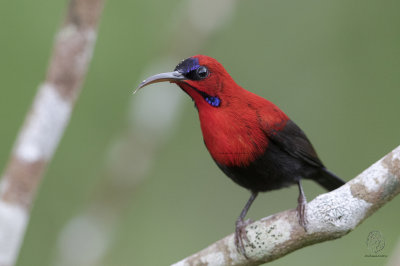 Sunbird, Magnificent (Aethopyga siparaja)