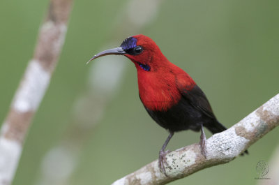 Magnificent Sunbird (Aethopyga siparaja)