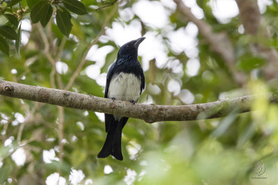 Balicassiao (Negros race) (Dicrurus mirabilis)