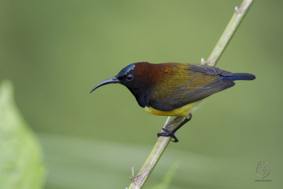Maroon-naped Sunbird <i>(Aethopyga guimarasensis)<i/>