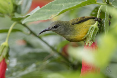 Maroon-naped Sunbird (female) (Aethopyga guimarasensis)