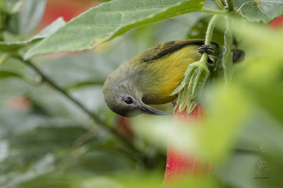 Maroon-naped Sunbird (female) (Aethopyga guimarasensis)