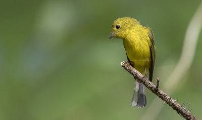 CItrine Canary-Flycatcher (Culicicapa helianthea)