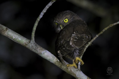 Luzon Hawk-Owl (Ninox philippensis)