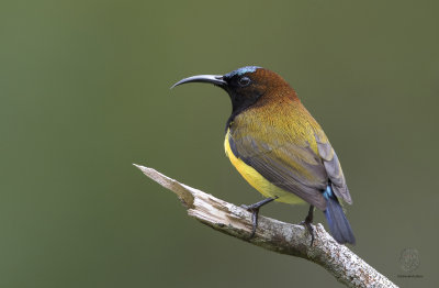 Maroon-naped Sunbird (male) (Aethopyga guimarasensis)