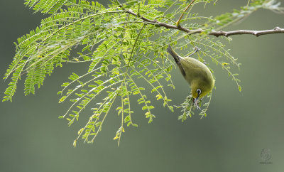 Yellowish White-Eye (Zosterops nigrorum)