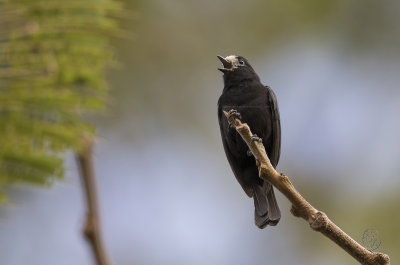 White-fronted Tit (Parus semilarvatus)