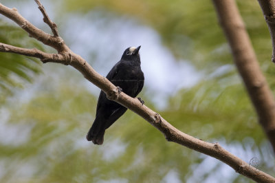 White-fronted Tit (Parus semilarvatus)