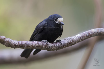 White-fronted Tit (Parus semilarvatus)