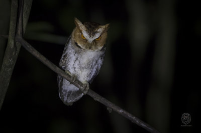 Owl, Negros Scops (Otus nigrorum)