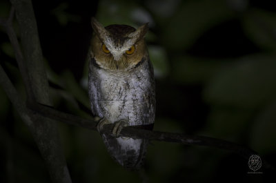 Negros Scops-Owl (Otus nigrorum)