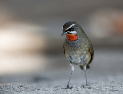 Siberian Rubythroat  (Luscinia calliope)  (male)