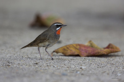 Siberian Rubythroat  (Luscinia calliope)  (male)