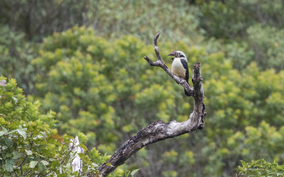 Visayan Hornbill (Penelopides panini)
