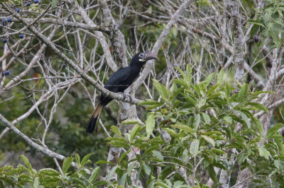 Visayan Hornbill (Penelopides panini)