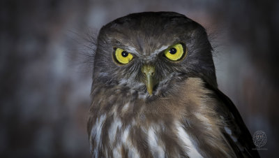 Luzon Hawk-Owl (Ninox philippensis)