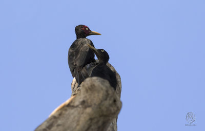 Northern Sooty Woodpecker (male/female) (Mulleripicus funebris)
