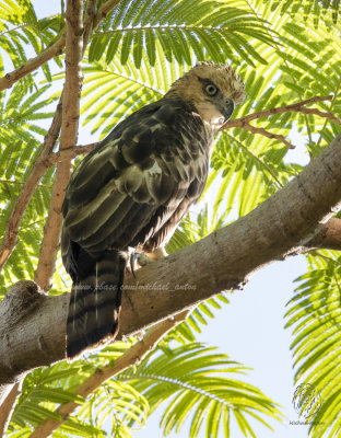 Philippine Hawk-Eagle (Nisaetus philippensis)