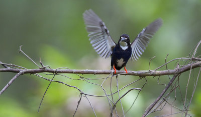 Kingfisher, Northern Silvery (Ceyx flumenicola)