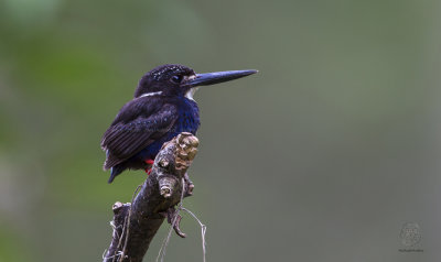 Northern Silvery Kingfisher (Ceyx flumenicola)