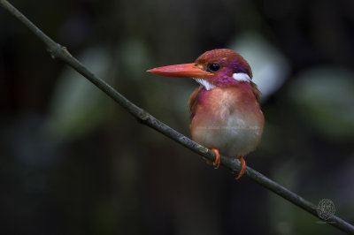 Southern Philippine Dwarf Kingfisher (ceyx mindanensis)