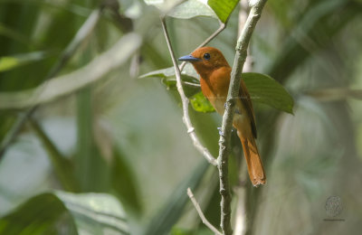 Rufous Paradise-Flycatcher (Terpsiphone cinnamomea)