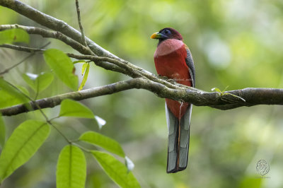 Philippine Trogon (male) (Harpactes ardens) 