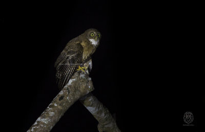 Owl, Cebu-Hawk (Ninox rumseyi)