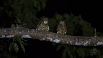 Cebu-Hawk Owl (Ninox rumseyi)