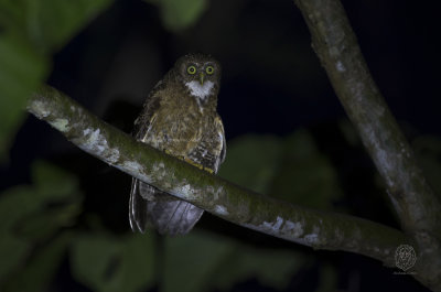 Cebu Hawk-Owl (Ninox rumseyi)