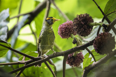 Flame-templed Babbler (Stachyris speciosa)